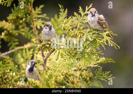 Tre passeri su un albero di thuja nel giardino (Passer montanus); questi graziosi uccelli sono comuni nelle aree urbane vicino alle foreste e ai prati Foto Stock