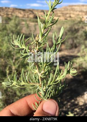 Greasewood (Sarcobatus vermiculatus) Plantae Foto Stock