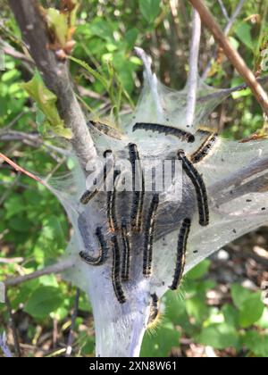 Eastern Tent Caterpillar Moth (Malacosoma americana) Insecta Foto Stock