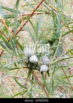 Narrowleaf Willow (Salix exigua) Plantae Foto Stock