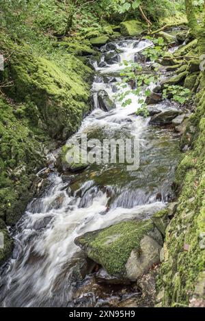 Il percorso per la cascata Ceunant Mawr a Llanberis, Gwynedd, presenta un delizioso beck con acqua rotta e alcune mini cascate. Foto Stock