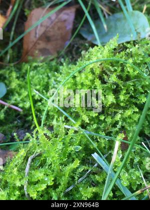 Muschio del collo dell'oca (Rhytidiadelphus) Plantae Foto Stock