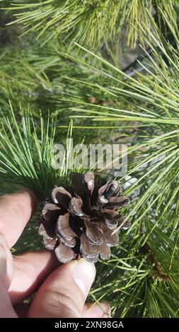 Pino Chihuahuan (Pinus leiophylla chihuahuana) Plantae Foto Stock