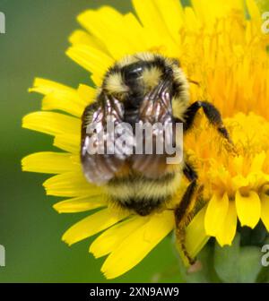 Complesso Bumble Bee a due forme (Bombus bifarius) Insecta Foto Stock