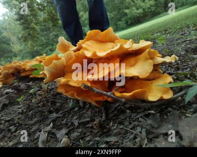 Funghi jack-o'-lantern (Omphalotus illudens) dell'America orientale Foto Stock