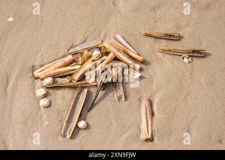 Motivi della natura: Flotsam alla spiaggia di Sankt-Peter-Ording. Un certo numero di conchiglie di vongole di rasoio raggruppate a stretto stretto stretto nella sabbia della famosa località balneare sulla costa del Mar Baltico nel nord della Germania. Foto Stock