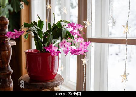 Cultivar appartenente al gruppo Schlumbergera truncata chiamato cactus di Natale o cactus del Ringraziamento. Fiori che crescono in vaso di fiori in casa. Foto Stock