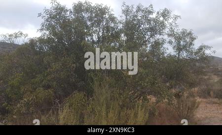 laurel sumac (Malosma laurina) Plantae Foto Stock