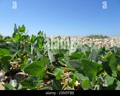 Babington's Orache (Atriplex glabriuscula) Plantae Foto Stock