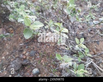San Diego Bursage (Ambrosia chenopodiifolia) Plantae Foto Stock