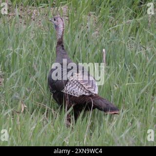 Tacchino selvatico (Meleagris gallopavo) Aves Foto Stock