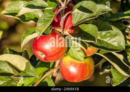 Reife Äpfel hängen an einem Apfelbaum, München, Ende Juli 2024 Deutschland, München, Juli 2024, reife rotbackige Äpfel, Zweig eines Apfelbaums, Garten, Sommer, Bayern, *** mele mature appese ad un melo, Monaco di Baviera, fine luglio 2024 Germania, Monaco di Baviera, luglio 2024, mele mature dalle guance rosse, ramo di un melo, giardino, estate, Baviera, Foto Stock