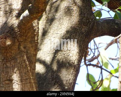 Mahua (Madhuca longifolia latifolia) Plantae Foto Stock