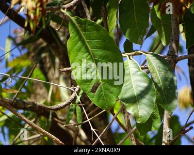 Mahua (Madhuca longifolia latifolia) Plantae Foto Stock