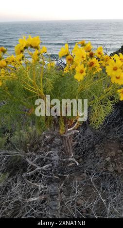 Coreopsi gigante (Leptosyne gigantea) Plantae Foto Stock