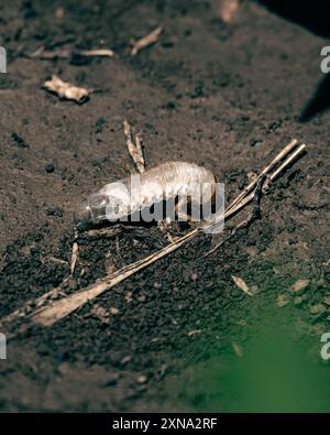 Una bella giornata in giardino con piccole sorprese alle piante, Scarabaeidae larva Foto Stock