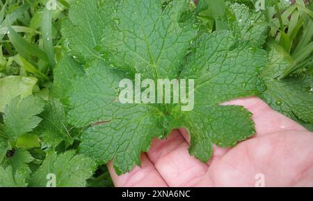 Pacific Sanicle (Sanicula crassicaulis) Plantae Foto Stock