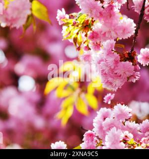 fioritura lussureggiante dell'albero di sakura. rami in fiore rosa. clima caldo di aprile. la primavera è arrivata Foto Stock