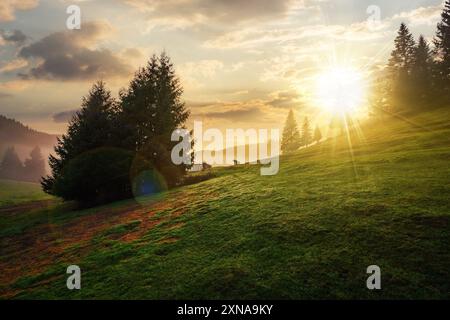 abeti su prato tra colline con foresta di conifere nebbia sotto il cielo nuvoloso al tramonto. splendido paesaggio rurale della romania alla luce della sera Foto Stock