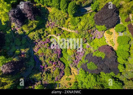 Vista aerea della Conca dei Rododendri in piena fioritura nell'area naturale dell'Oasi Zegna in primavera. Valdilana, regione biella, Piemonte, Italia, Europa Foto Stock