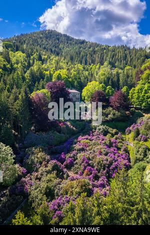 Vista aerea della Conca dei Rododendri in piena fioritura nell'area naturale dell'Oasi Zegna in primavera. Valdilana, regione biella, Piemonte, Italia, Europa Foto Stock