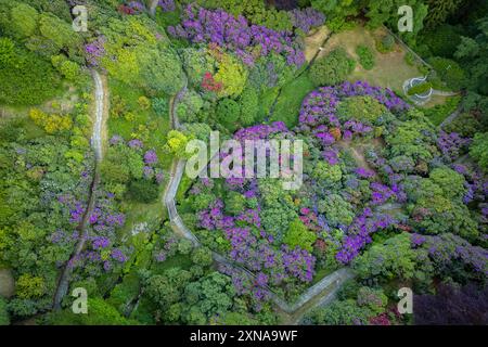 Vista aerea della Conca dei Rododendri in piena fioritura nell'area naturale dell'Oasi Zegna in primavera. Valdilana, regione biella, Piemonte, Italia, Europa Foto Stock