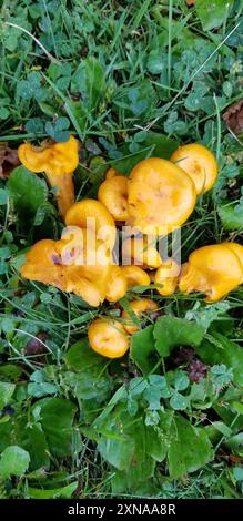 Funghi jack-o'-lantern (Omphalotus illudens) dell'America orientale Foto Stock