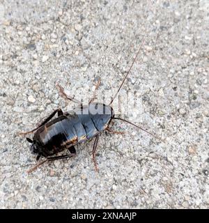 Cockroach orientale (Blatta orientalis) Insecta Foto Stock