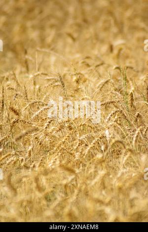 focalizzazione selettiva di un raccolto di grano in un campo di un'azienda agricola che cresce in file. la coltivazione di un raccolto in una di teste di semi di grano matura e pronta per la raccolta. Foto Stock