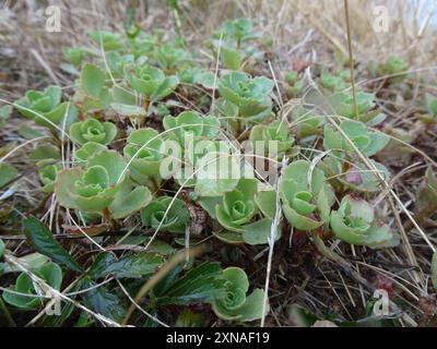 Stonecrop caucasico (Phedimus spurius) Plantae Foto Stock