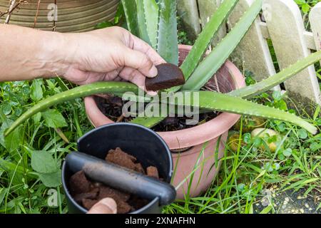 Hand holding a piece of compacted coffee ground to be applied as natural fertilizer onto plant Foto Stock