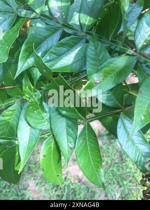 Brillante sumac (Rhus copallinum) Plantae Foto Stock