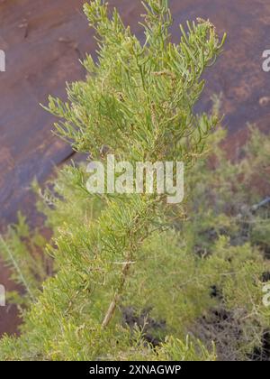 Greasewood (Sarcobatus vermiculatus) Plantae Foto Stock