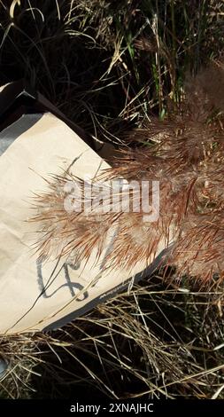 (Andropogon glomeratus) Plantae Foto Stock