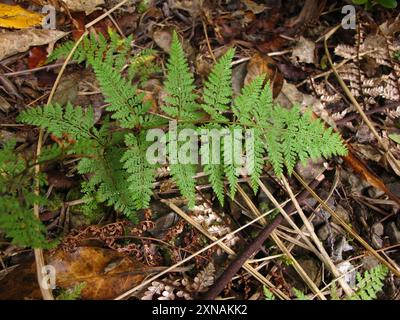 Felce dura (Paesia scaberula) Plantae Foto Stock