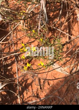 Scopa serpente (Gutierrezia sarothrae) Plantae Foto Stock