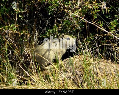 Southern Mountain Cavy (Microcavia australis) Mammalia Foto Stock