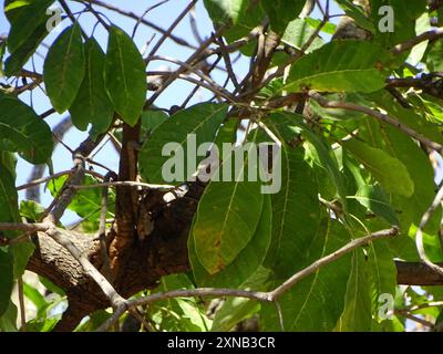 Mahua (Madhuca longifolia latifolia) Plantae Foto Stock