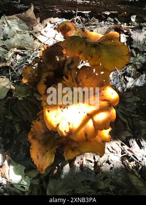 Funghi jack-o'-lantern (Omphalotus illudens) dell'America orientale Foto Stock