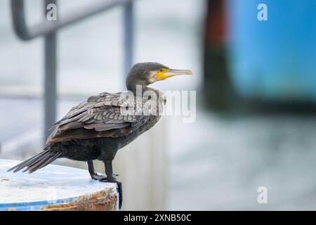 Un grande cormorano in piedi su un molo, giorno nuvoloso in estate, Sellin Ruegen, Germania Sellin Germania Foto Stock