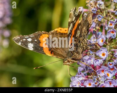 Primo piano della farfalla Red Admiral seduta su un fiore di buddleia Foto Stock