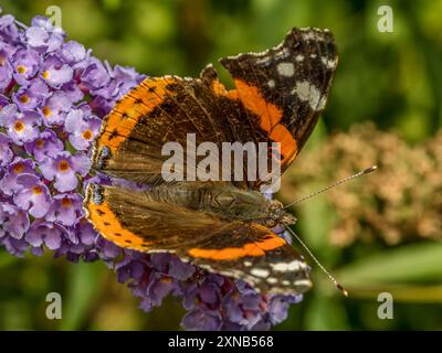 Primo piano della farfalla Red Admiral seduta su un fiore di buddleia Foto Stock