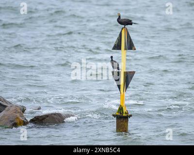 Due grandi cormorani in piedi su una boa, giorno nuvoloso in estate, Sellin Ruegen, Germania Sellin Germania Foto Stock