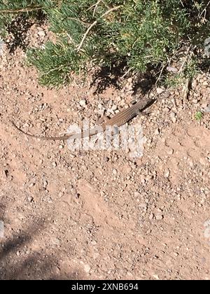 Great Basin Whiptail (Aspidoscelis tigris tigris) Reptilia Foto Stock