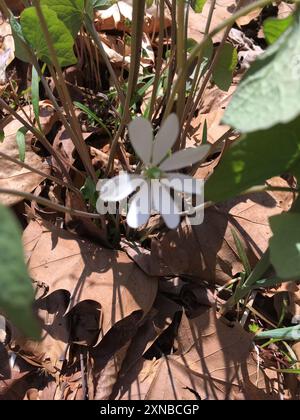 Twinleaf (Jeffersonia diphylla) Plantae Foto Stock