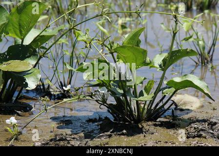 Piano della testa di scopa strisciante (Echinodorus cordifolius) Foto Stock