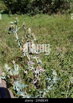 Papavero di cardo (Argemone polyanthemos) Plantae Foto Stock