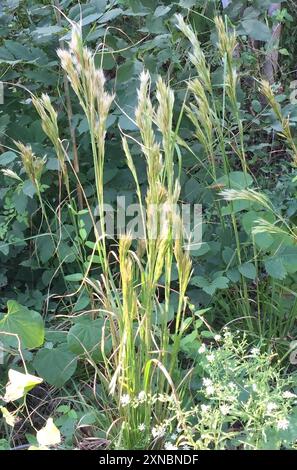 (Andropogon glomeratus) Plantae Foto Stock