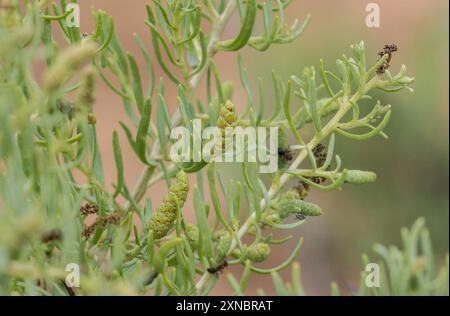 Greasewood (Sarcobatus vermiculatus) Plantae Foto Stock