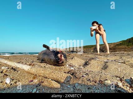 Toter Babydelfin Toter junger Delfin am Strand der Schwarzmeerküste Sinnemoretz Lipite Bulgarien Burgas *** delfino bambino morto delfino giovane morto sulla spiaggia della costa del Mar Nero Sinnemoretz Lipite Bulgaria Burgas Copyright: xx Foto Stock